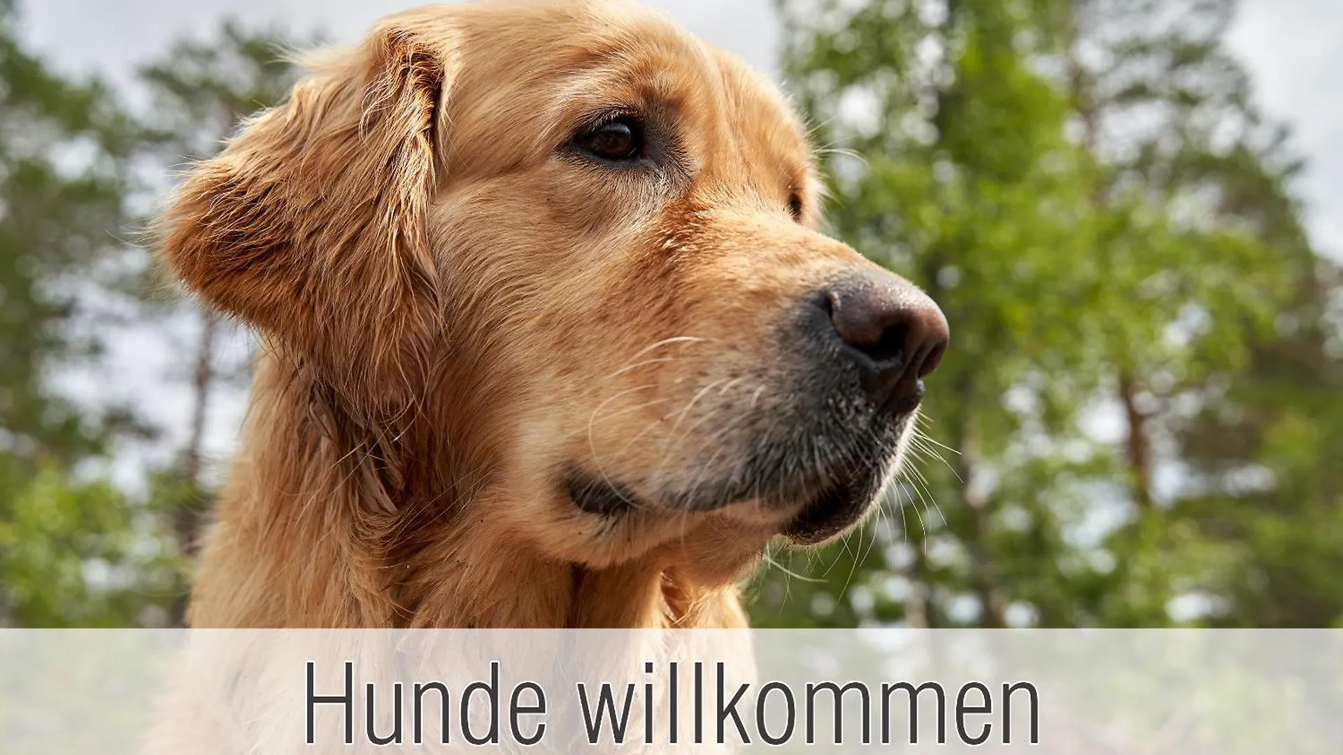 Huette40: Ganze Huette Nah Am See Mit Privatem Whirlpool, Sauna. Umzaeunt. Waldkirchen Holiday home